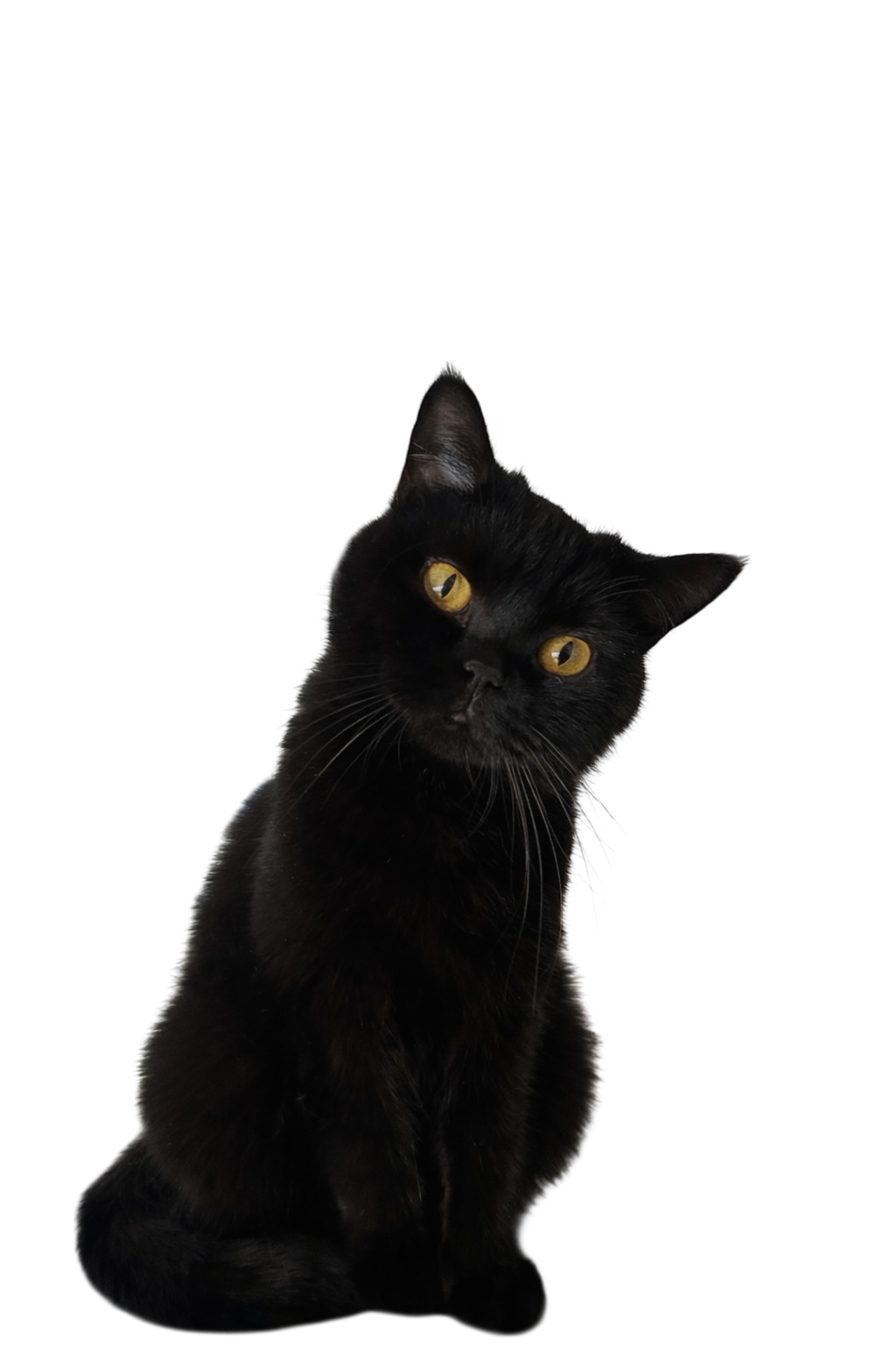 Le Chat du jardinier / Albin Michel / Thomas Schlesser